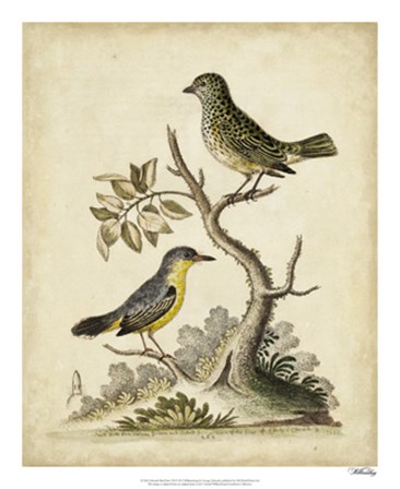 Edwards Bird Pairs VII by George Edwards art print