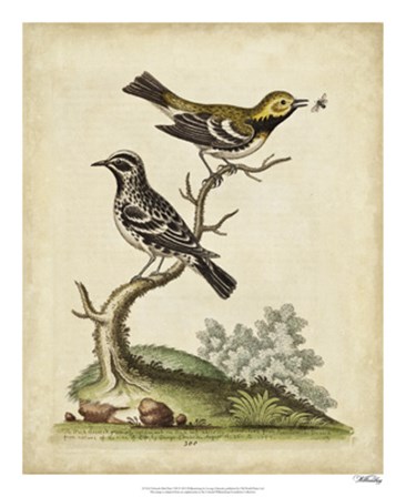 Edwards Bird Pairs VIII by George Edwards art print