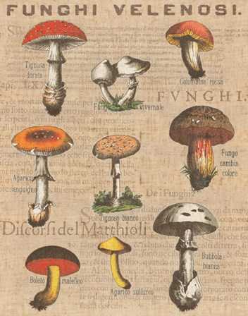Funghi Velenosi I by Wild Apple Portfolio art print