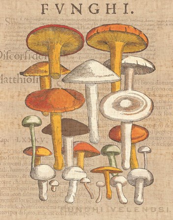 Funghi Velenosi II by Wild Apple Portfolio art print