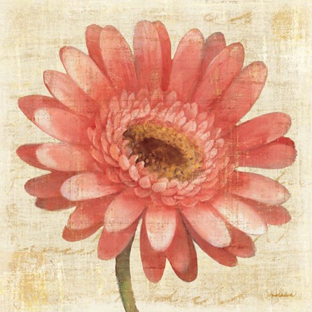 Blushing Gerbera on Cream by Albena Hristova art print