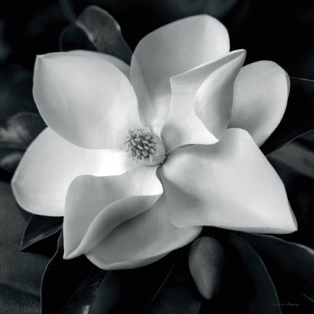 Magnolia by Debra Van Swearingen art print