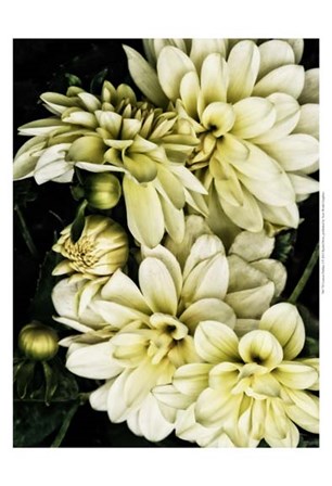 Lemon Dahlias I by Rachel Perry art print