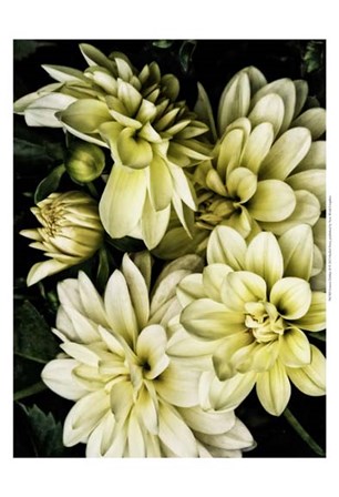 Lemon Dahlias II by Rachel Perry art print