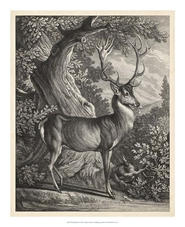 Woodland Deer I by J. e. Ridinger art print