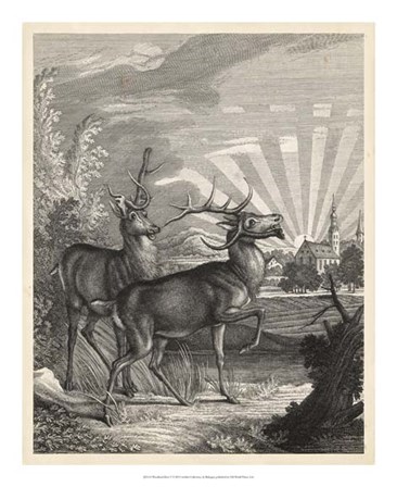 Woodland Deer V by J. e. Ridinger art print