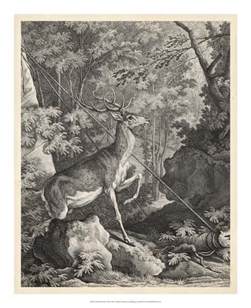 Woodland Deer VII by J. e. Ridinger art print