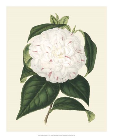 Antique Camellia I by Francois Van Houtte art print