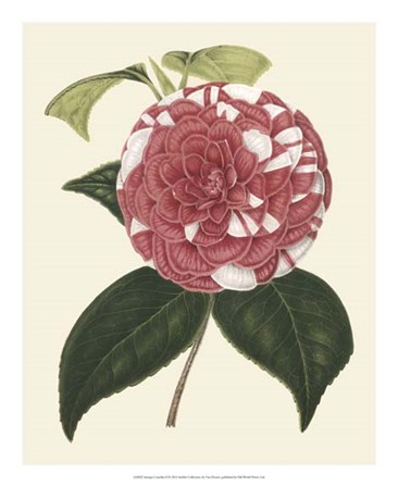 Antique Camellia II by Francois Van Houtte art print