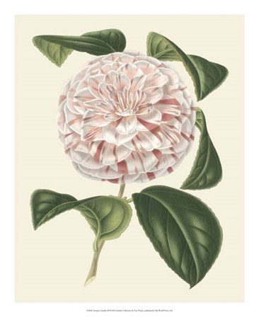 Antique Camellia III by Francois Van Houtte art print