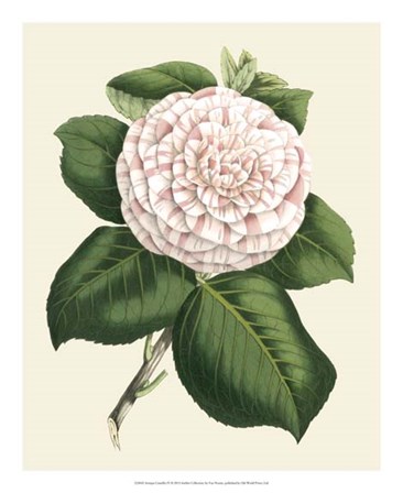 Antique Camellia IV by Francois Van Houtte art print