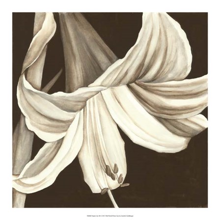 Sepia Lily III by Jennifer Goldberger art print