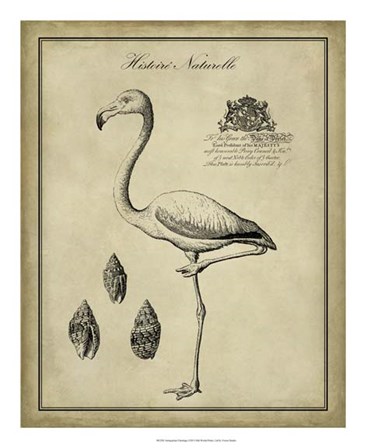 Antiquarian Flamingo by Vision Studio art print