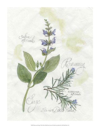 Rosemary &amp; Sage by Elissa Della-Piana art print