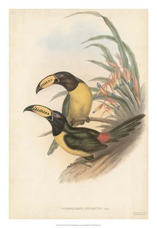 Tropical Toucans IV by John Gould art print
