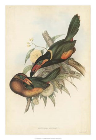 Tropical Toucans V by John Gould art print