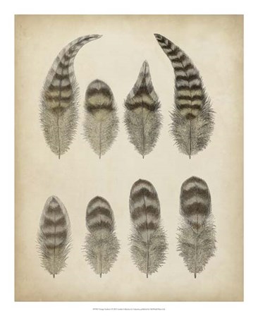 Vintage Feathers I art print