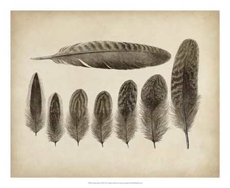 Vintage Feathers VIII art print