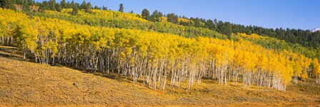 Trees in a field, Dallas Divide, San Juan Mountains, Colorado by Panoramic Images art print