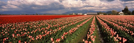 Tulips in a field, Skagit Valley, Washington State (horizontal) by Panoramic Images art print