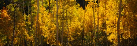 Aspen trees in a forest, Telluride, Colorado by Panoramic Images art print