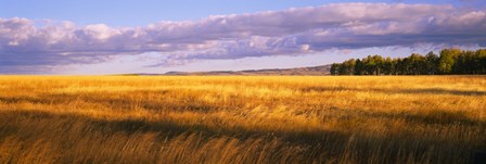 Crop in a field, Last Dollar Road, Dallas Divide, Colorado, USA by Panoramic Images art print