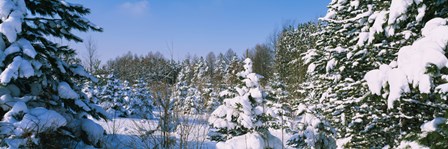 Snow covered trees in a forest, New York State, USA by Panoramic Images art print