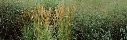 Close-up of Feather Reed Grass (Calamagrostis x acutiflora) by Panoramic Images art print