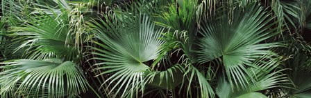 Close-up of palm leaves, Joan M. Durante Park, Longboat Key, Florida, USA by Panoramic Images art print