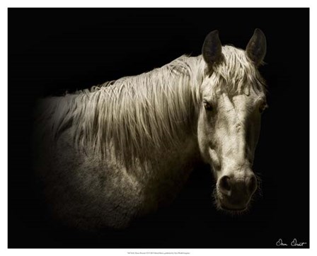 Horse Portrait VI by David Drost art print
