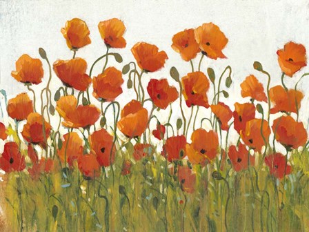 Rows of Poppies I by Timothy O&#39;Toole art print