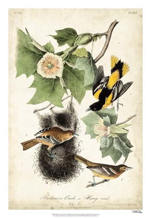 Baltimore Oriole by John James Audubon art print