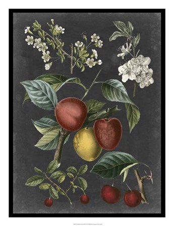 Orchard Varieties III by Vision Studio art print