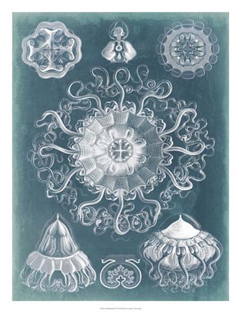 Sealife Blueprint II by Vision Studio art print