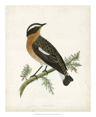 Whinchat by Tom Morris art print