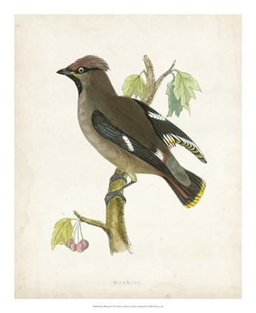 Waxwing by Tom Morris art print