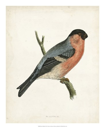 Bullfinch by Tom Morris art print