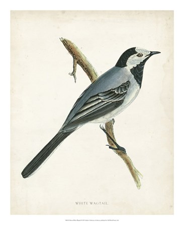 White Wagtail by Tom Morris art print