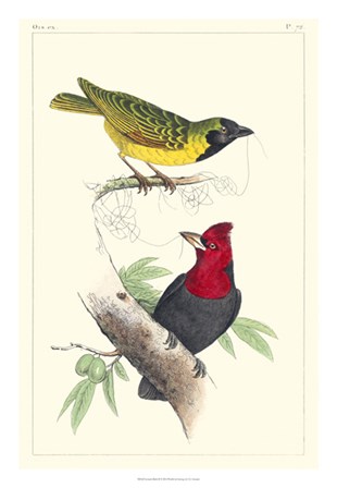 Lemaire Birds II by C.L. Lemaire art print