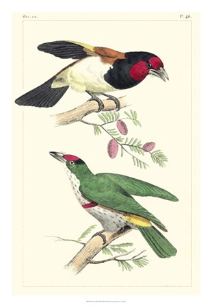Lemaire Birds III by C.L. Lemaire art print