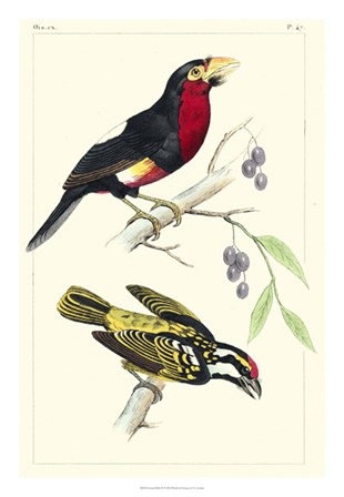 Lemaire Birds IV by C.L. Lemaire art print