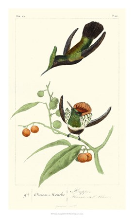 Lemaire Hummingbirds III by C.L. Lemaire art print
