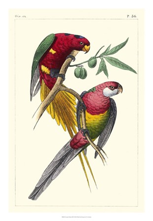 Lemaire Parrots III by C.L. Lemaire art print