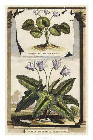 Cyclamen Flore I by Abraham Munting art print