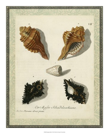 Bookplate Shells I by Vision Studio art print