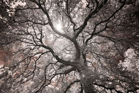 Ethereal Tree by Michael Hudson art print