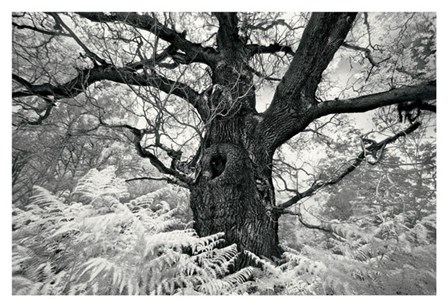 Portrait of a Tree, Study 12 by Marcin Stawiarz art print