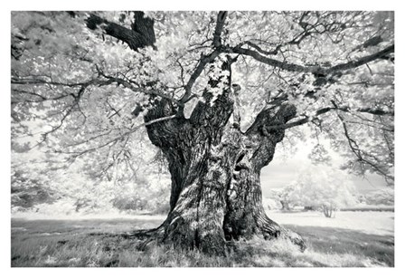 Portrait of a Tree, Study 18 by Marcin Stawiarz art print