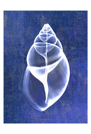 Achatina Shell (indigo) by Bert Myers art print