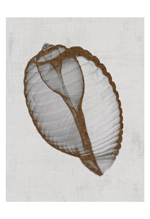 Banded Tun Shell by Bert Myers art print